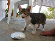 Fotos/GRE/Kalymnos/2008/